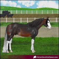 Horse Color:Brown Splash 