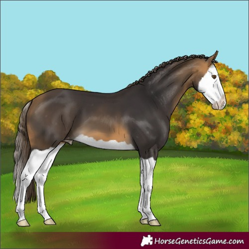 Horse Color:Buckskin Splash Varnish