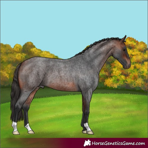 Horse Color:Bay Roan 