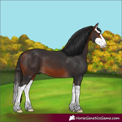 Horse Color:Bay Splash 