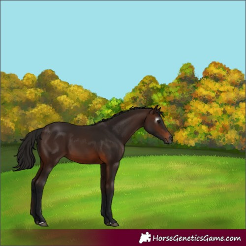 Horse Color:Gray Bay 