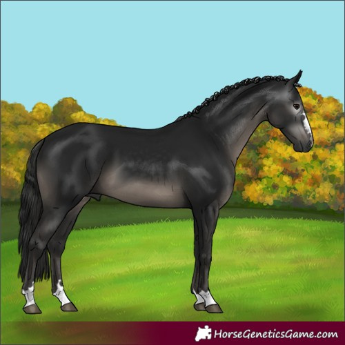 Horse Color:Gray Black 
