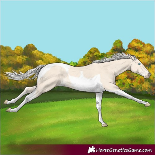 Horse Color:Cremello Tobiano 