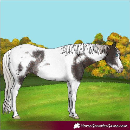 Horse Color:Silver Brown Tobiano Frame Varnish Rabicano 