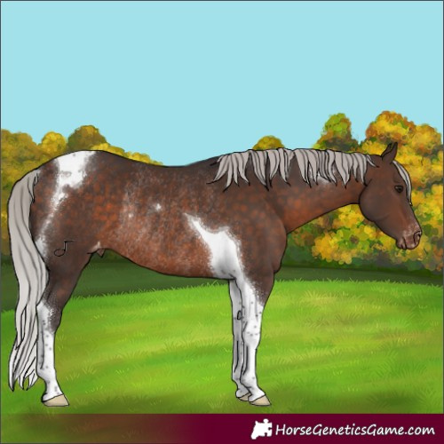 Horse Color:Silver Brown Tobiano Appaloosa Rabicano