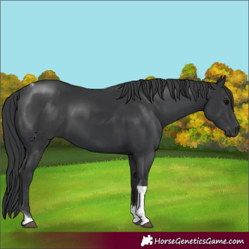 Horse Color:Black Tobiano Rabicano