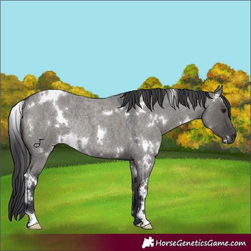 Horse Color:White Spotted Grullo Roan Rabicano