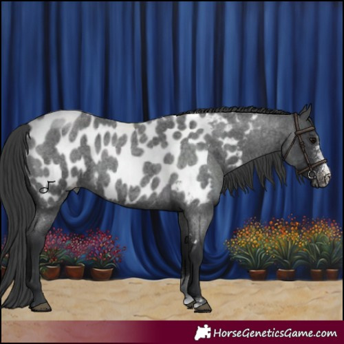Horse Color:Blue Roan Sabino Appaloosa Rabicano