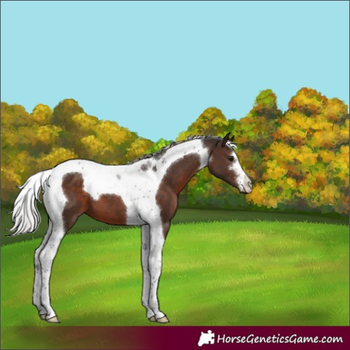 Horse Color:Silver Brown Tobiano 