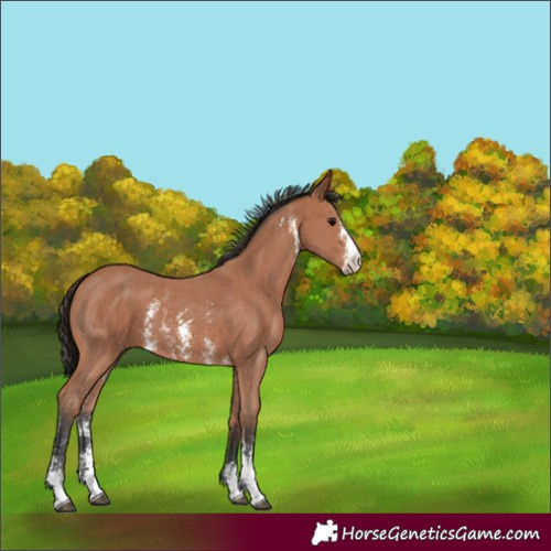 Horse Color:Bay Sabino 