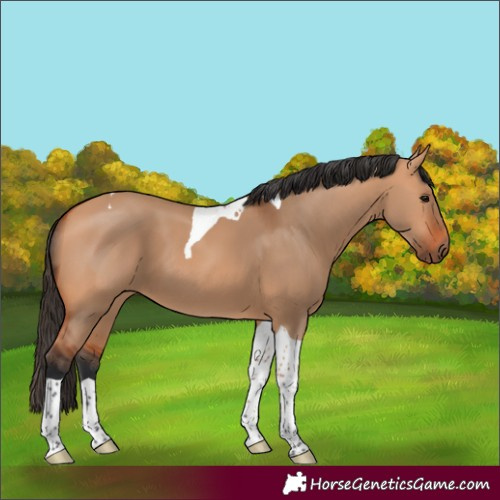 Horse Color:Bay Dun Tobiano