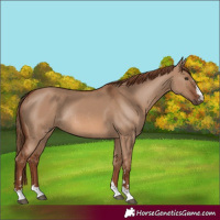 Horse Color:Red Dun Rabicano