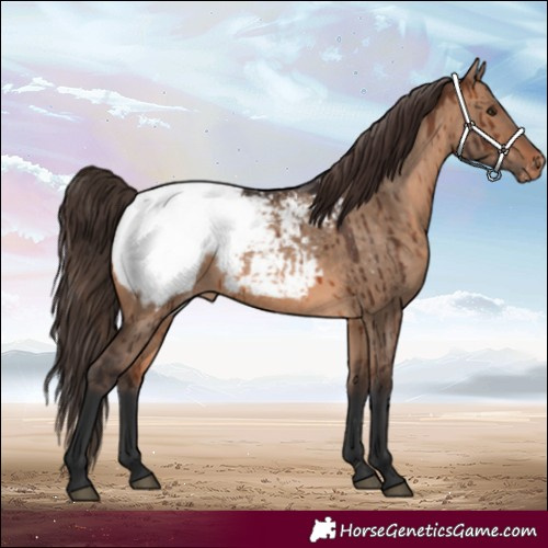 Horse Color:Brown Dun Appaloosa Brindle 