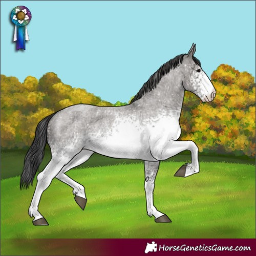 Horse Color:White Spotted Grullo Roan Appaloosa 