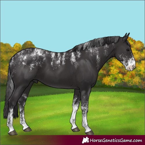 Horse Color:Powder White Smoky Black