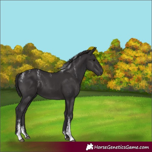 Horse Color:Powder White Smoky Black 