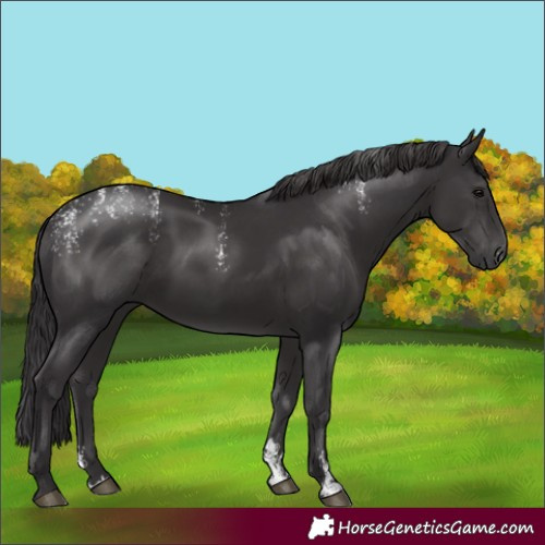 Horse Color:Powder White Smoky Black