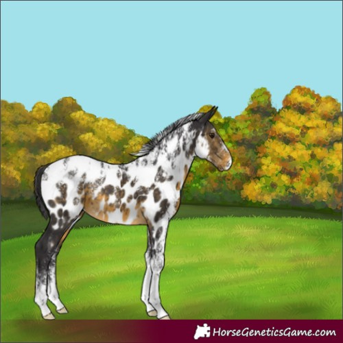 Horse Color:Powder White Buckskin Appaloosa 
