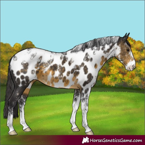 Horse Color:Powder White Buckskin Near Leopard 