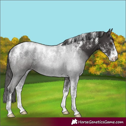 Horse Color:Powder White Smoky Black Varnish 
