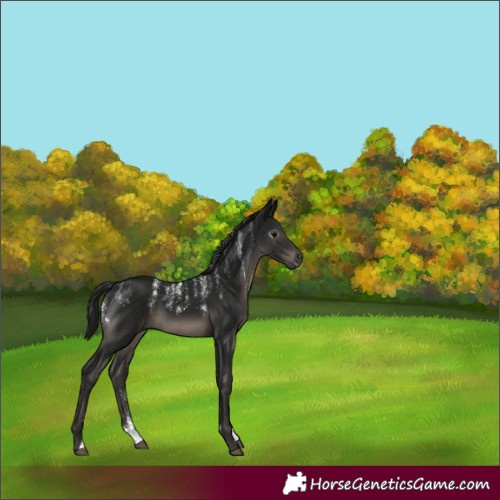 Horse Color:Powder White Gray Black 