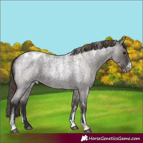 Horse Color:Powder White Smoky Grullo Roan Appaloosa 