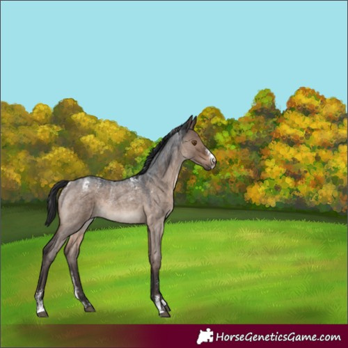 Horse Color:Powder White Brown Roan Dun 
