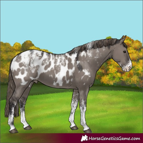 Horse Color:Powder White Smoky Grullo Appaloosa 