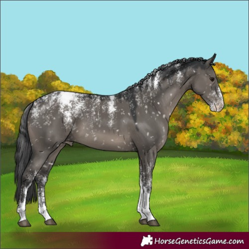 Horse Color:Powder White Grullo Appaloosa