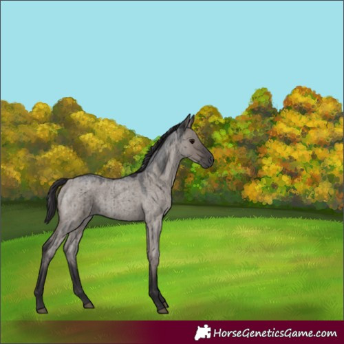 Horse Color:Smoky Grullo Roan Brindle