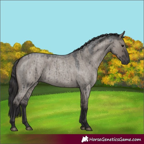 Horse Color:Smoky Grullo Roan Brindle