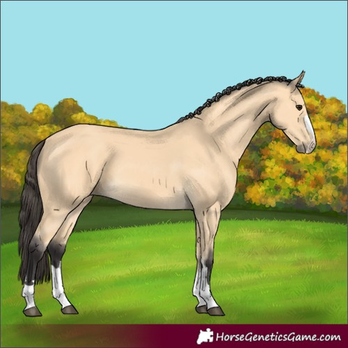 Horse Color:Buckskin