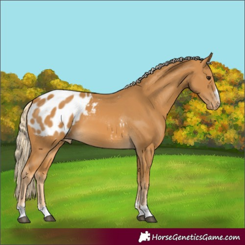 Horse Color:Palomino Blanket 