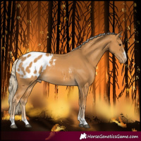 Horse Color:Palomino Blanket 
