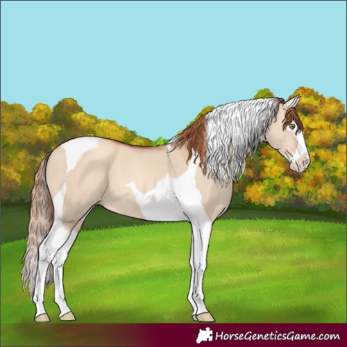 Horse Color:Gold Champagne Dun Splash Tobiano