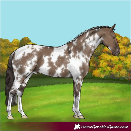 Horse Color:White Spotted Liver Red Dun Appaloosa 