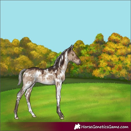 Horse Color:White Spotted Silver Brown Dun Rabicano Brindle
