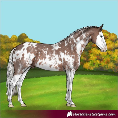 Horse Color:White Spotted Silver Black Sabino Splash 