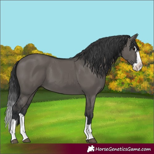 Horse Color:Grullo Splash