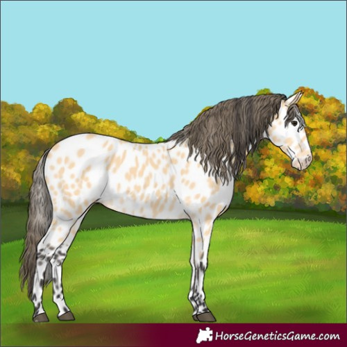 Horse Color:Buckskin Leopard