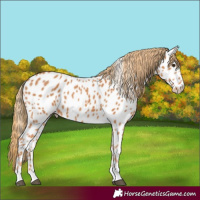 Horse Color:Chestnut Near Leopard 