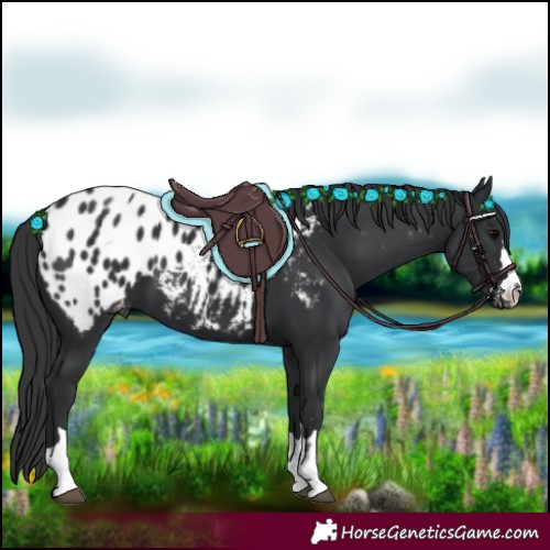 Horse Color:Black Appaloosa 