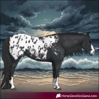 Horse Color:Black Blanket