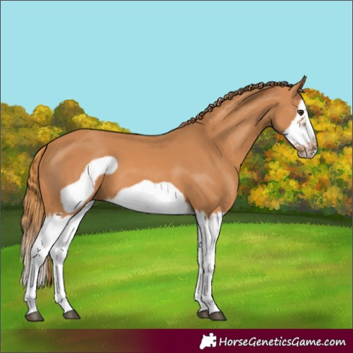 Horse Color:Chestnut Splash Frame