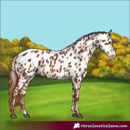 Horse Color:Chestnut Appaloosa 