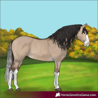 Horse Color:Bay Dun Splash 