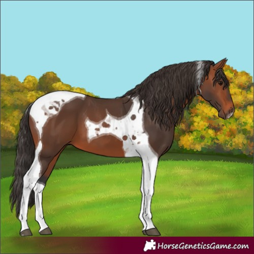 Horse Color:Bay Tobiano 