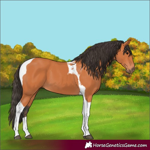 Horse Color:Bay Tobiano 