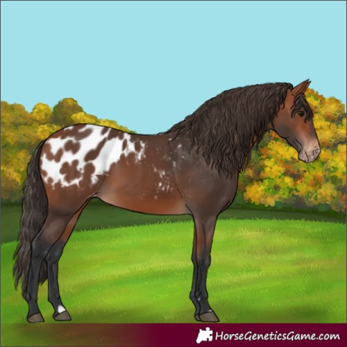 Horse Color:Bay Blanket