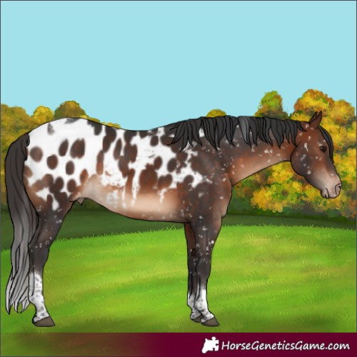 Horse Color:Brown Tobiano Near Leopard Rabicano 